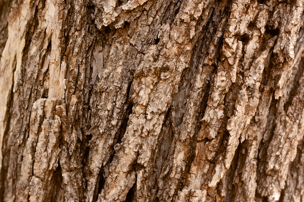 Oak Bark
